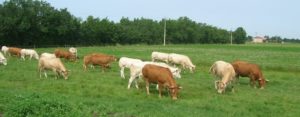 Troupeau de Vaches à l'herbe