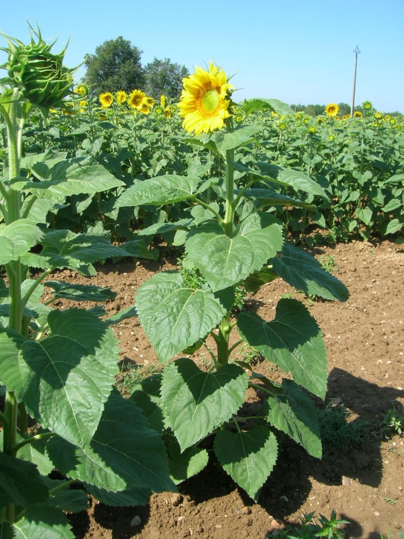 Huile de Tournesol Oléique