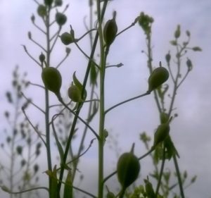 Cameline BIO Plante - La ferme des Bouviers