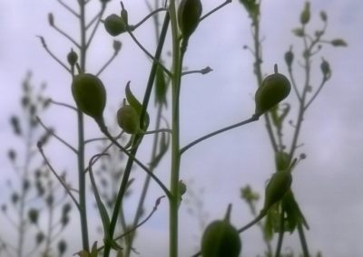 Cameline BIO Plante - La ferme des Bouviers