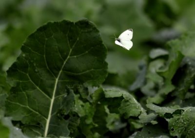 Colza et papillon - photo Valentine CHAPUIS