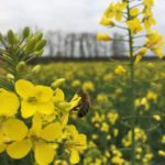 Colza avec abeille - La Ferme des Bouviers