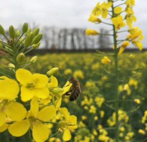 Colza avec abeille - La Ferme des Bouviers