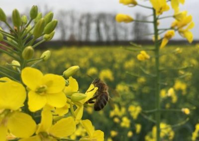 Colza avec abeille - La Ferme des Bouviers