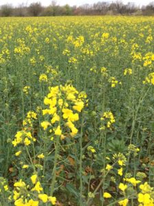 Champ de colza printemps 2020 - La Ferme des Bouviers