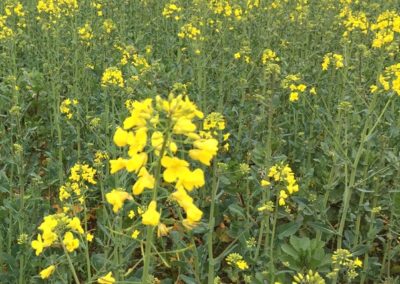 Champ de colza printemps 2020 - La Ferme des Bouviers