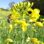 Colza Abeille BIO - La Ferme des Bouviers