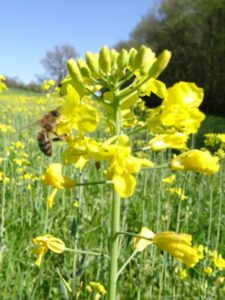 Colza Abeille BIO - La Ferme des Bouviers