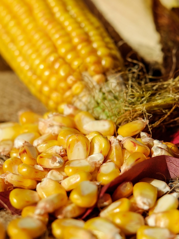 Graines de maïs BIO - La Ferme des Bouviers