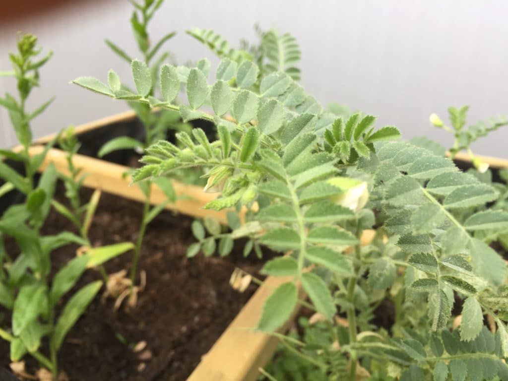 Plant de pois chiche dans carré potager - Journées Portes Ouvertes 2019 - La Ferme des Bouviers