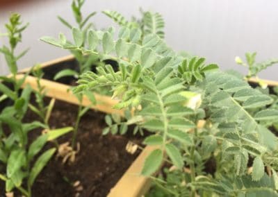 Plant de pois chiche dans carré potager - Journées Portes Ouvertes 2019 - La Ferme des Bouviers