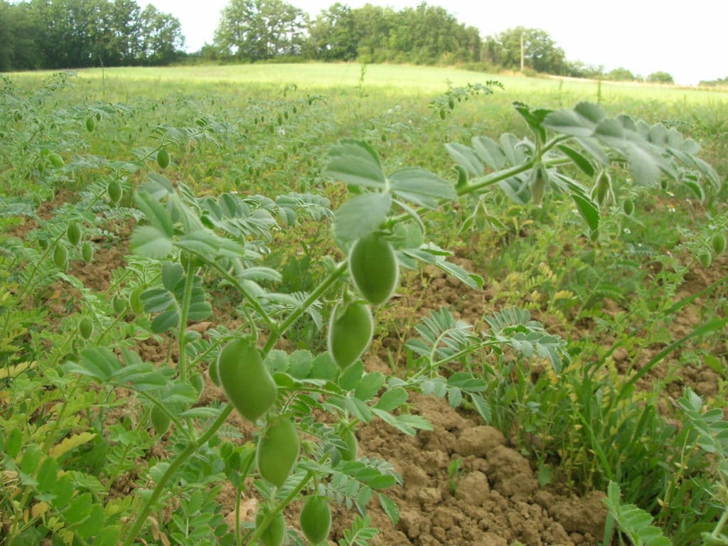 Champ de pois chiches avec gros plan sur une tige porteuse de gousses - 2013 - La Ferme des Bouviers