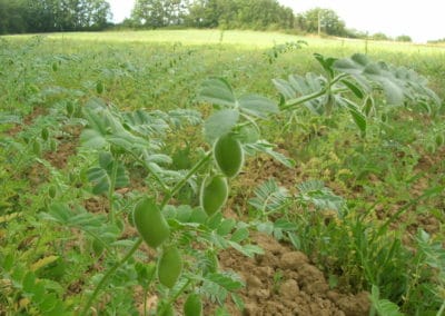 Champ de pois chiches avec gros plan sur une tige porteuse de gousses - 2013 - La Ferme des Bouviers