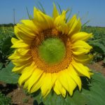 Fleur de Tournesol - La Ferme des Bouviers