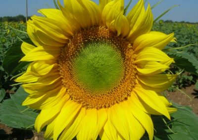 Fleur de Tournesol - La Ferme des Bouviers