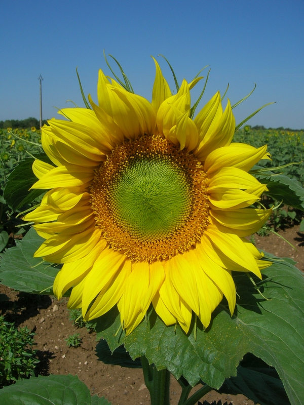 Huile de Tournesol linoléique