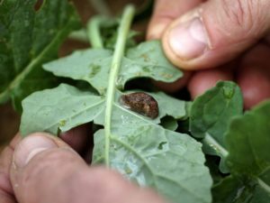 Limace sur une feuille de colza - La Ferme des Bouviers