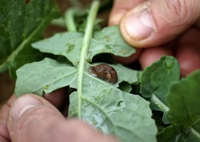 Limace sur une feuille de colza - La Ferme des Bouviers