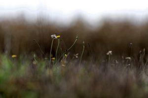 Fleurs Valentine CHAPUIS - La Ferme des Bouviers