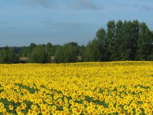 Champ tournesol - La Ferme des Bouviers