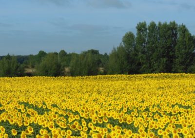 Champ tournesol - La Ferme des Bouviers