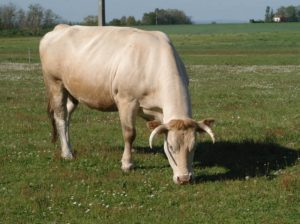 Vache La Ferme des Bouviers