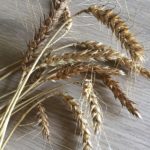 Blé BIO épis - La Ferme des Bouviers