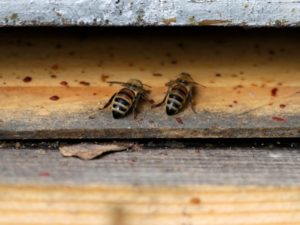 Abeilles Valentine CHAPUIS