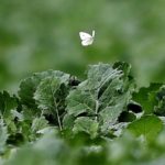 Pollinisateur Ferme des Bouviers - Valentine CHAPUIS