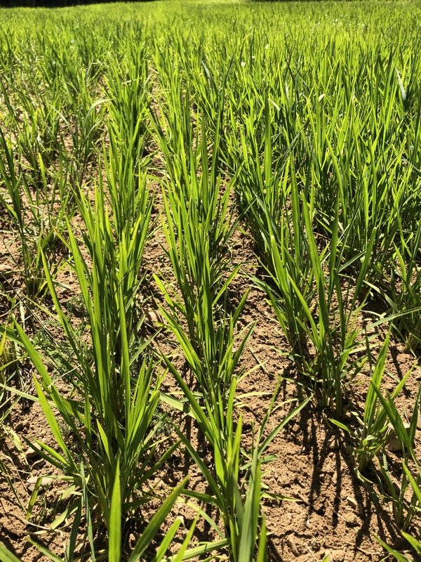 Champ de RIZ en juillet 2020 - La Ferme des Bouviers