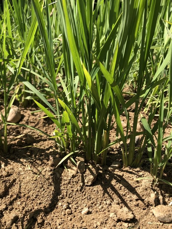 Plant de RIZ en juillet 2020 - La Ferme des Bouviers