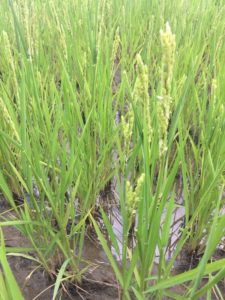 Plants de riz le 29/08/2020, les pieds dans l'eau - La Ferme des Bouviers