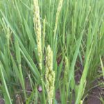 Epi de riz le 29/08/2020 - La Ferme des Bouviers