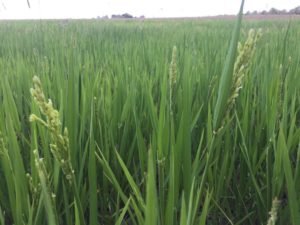 Epis de riz le 29/08/2020 - La Ferme des Bouviers