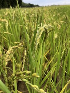 Epis de RIZ Septembre 2020 - La Ferme des Bouviers