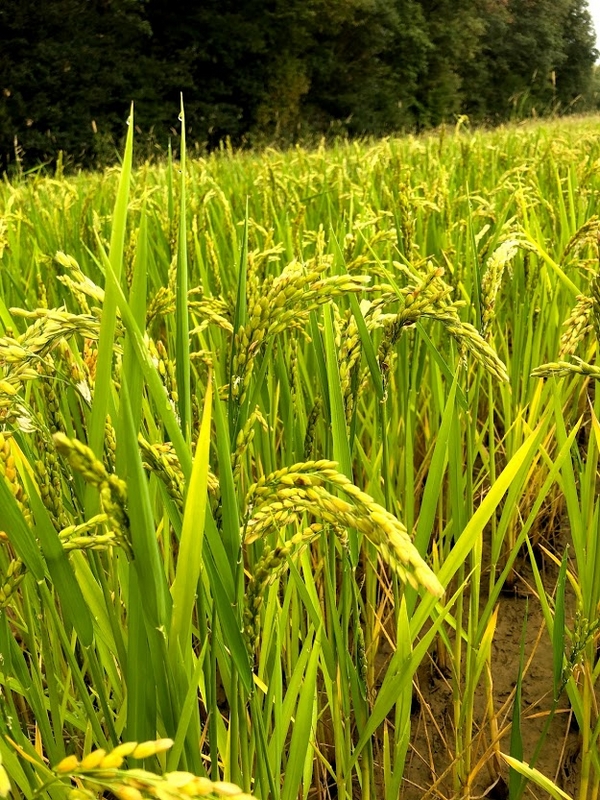 Epis de RIZ Septembre 2020 - La Ferme des Bouviers