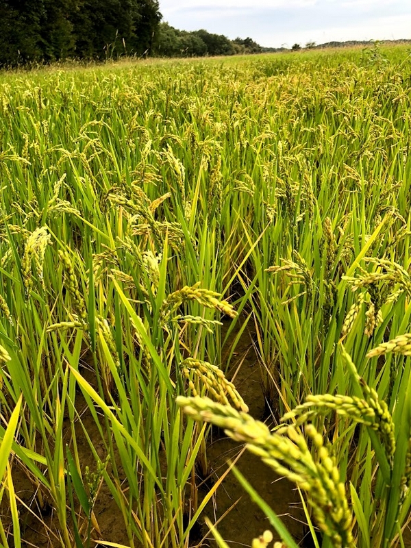 Epis de RIZ Septembre 2020 - La Ferme des Bouviers