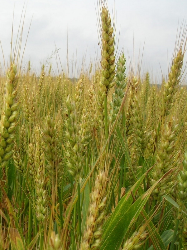 Farines de Blé : Anciens et Modernes