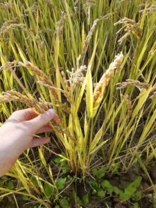 Riz prêt à récolter ? le 22/10/2020 - La Ferme des Bouviers