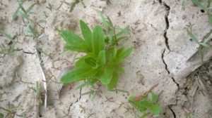 Cameline BIO Plante - La ferme des Bouviers