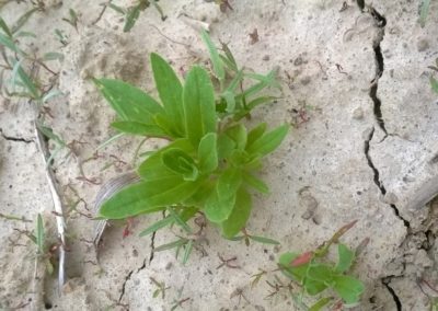 Cameline BIO Plante - La ferme des Bouviers