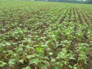Sarrasin 2021 - Ferme des Bouviers