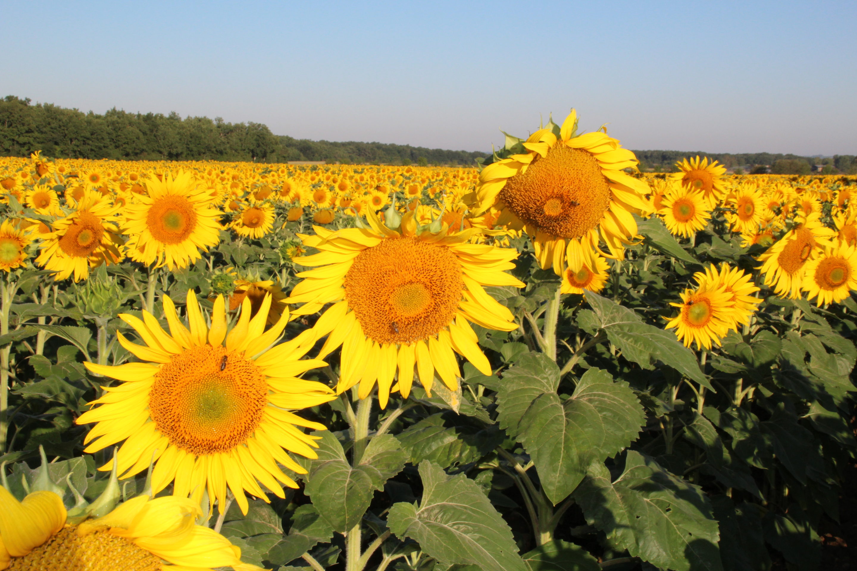 Graines de Tournesol BIO pour les oiseaux – sac 15 kg – FRANCO DE PORT –  EXPEDITION à partir du 30/10/2023