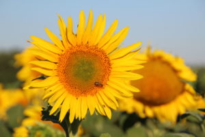 Tournesol Fleur avec abeille - La Ferme des Bouviers
