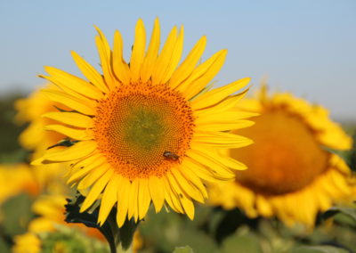 Tournesol Fleur avec abeille - La Ferme des Bouviers