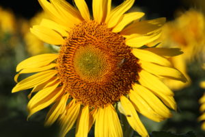 Tournesol Fleur - La Ferme des Bouviers