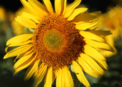 Tournesol Fleur - La Ferme des Bouviers