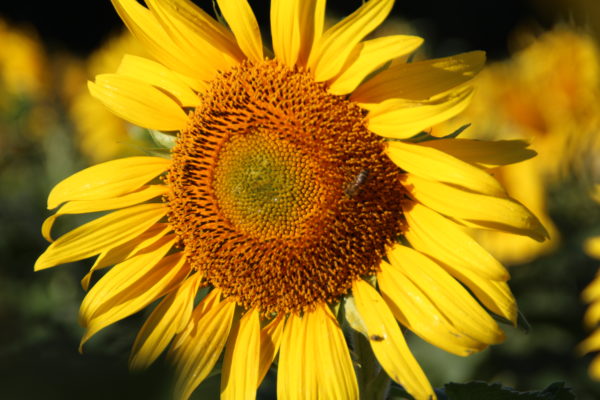 Tournesol Fleur - La Ferme des Bouviers