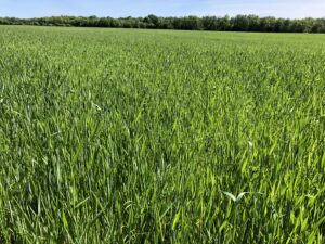 Blé Mélange Standard - Mai 2023 - La Ferme des Bouviers