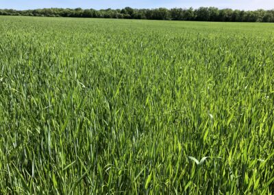 Blé Mélange Standard - Mai 2023 - La Ferme des Bouviers